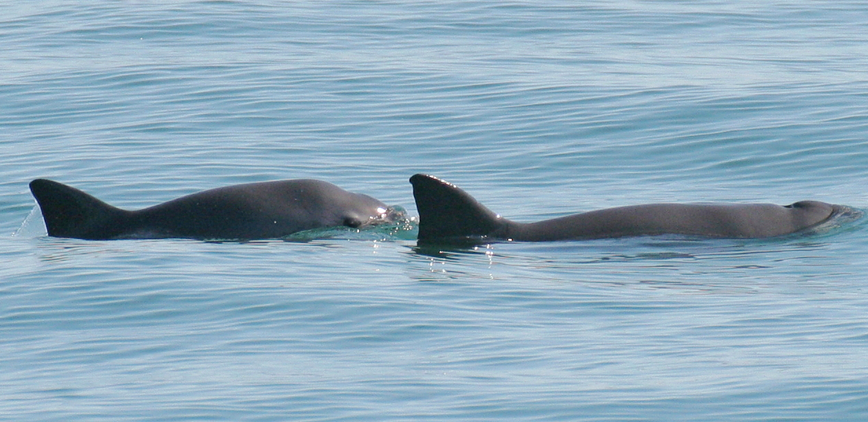 two vaquita porpoises with their fins and heads just showing above blue water